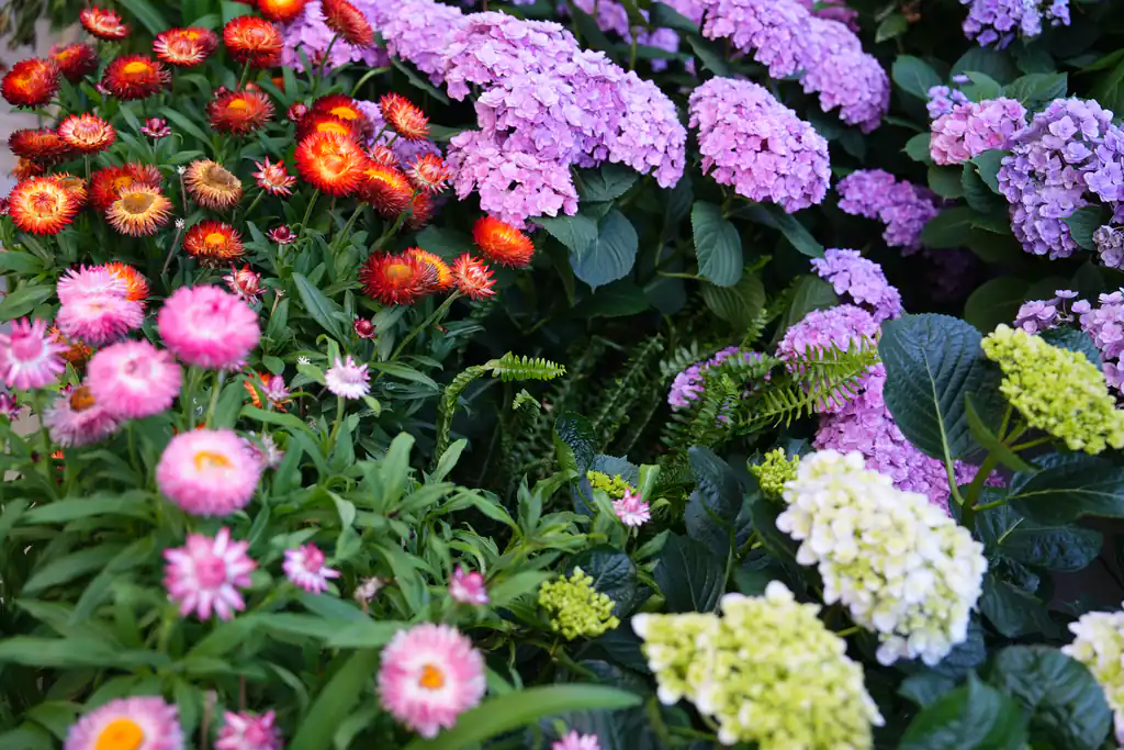 绣球、麦秆菊与花境